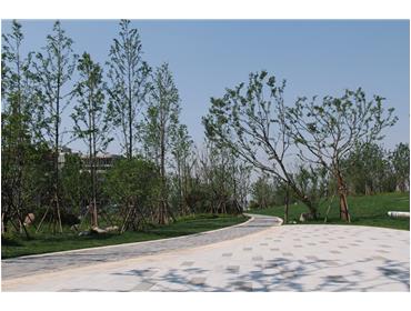 新加坡?南京生態科技島濱江風光帶景觀綠化三標段